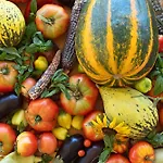 Oz - Obecana Zemlja Permaculture Homestead *