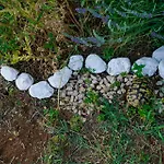 롯지 Oz - Obecana Zemlja Permaculture Homestead