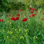 Oz - Obecana Zemlja Permaculture Homestead *