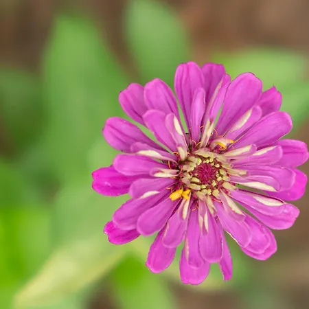 Oz - Obecana Zemlja Permaculture Homestead Lodge