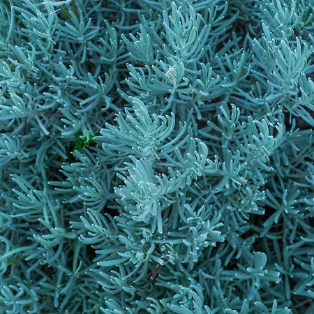 Oz - Obecana Zemlja Permaculture Homestead Деревянный коттедж