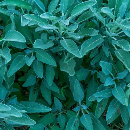 Oz - Obecana Zemlja Permaculture Homestead Благай