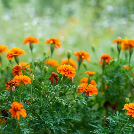 Oz - Obecana Zemlja Permaculture Homestead Деревянный коттедж *