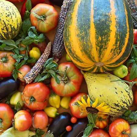 Oz - Obecana Zemlja Permaculture Homestead *