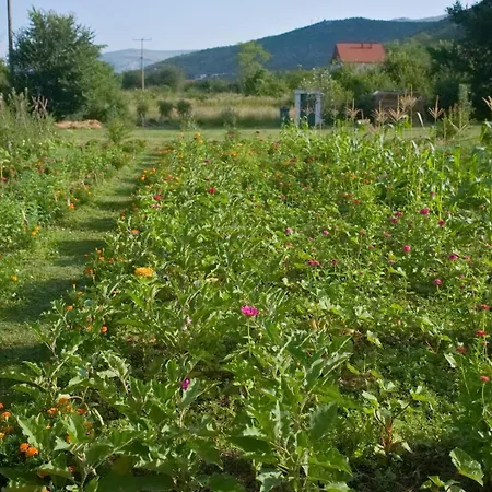 Lodge Oz - Obecana Zemlja Permaculture Homestead *