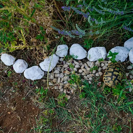 Alojamento de Turismo Selvagem Oz - Obecana Zemlja Permaculture Homestead