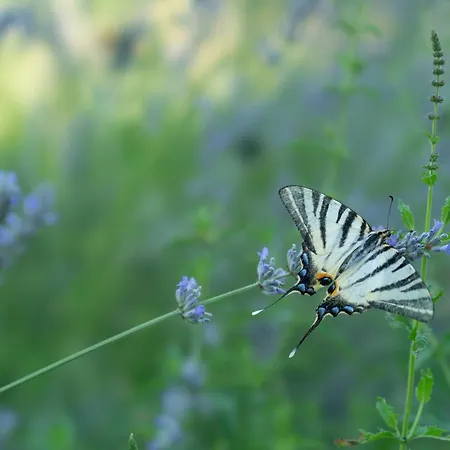 Oz - Obecana Zemlja Permaculture Homestead Деревянный коттедж *