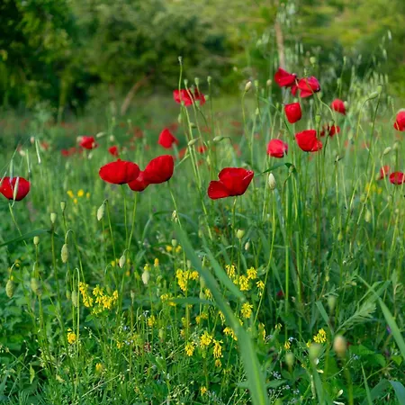 Oz - Obecana Zemlja Permaculture Homestead *